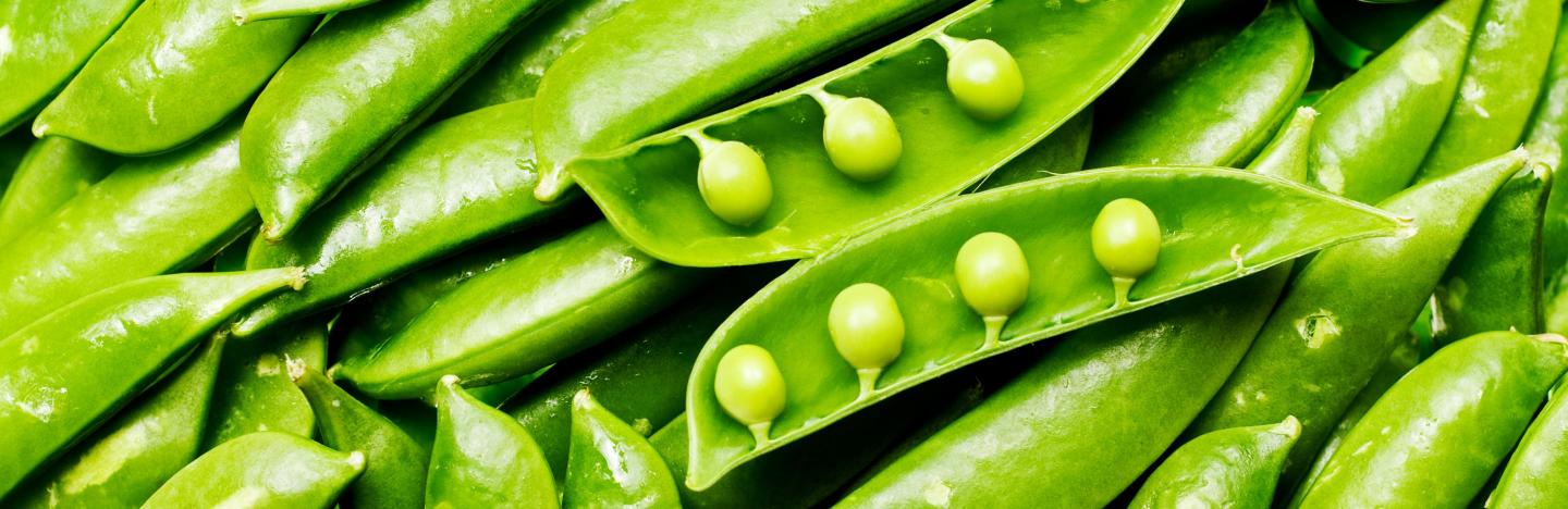 how-to-grow-care-for-snow-peas-in-5-simple-steps-love-the-garden